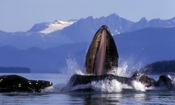 Whales