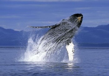 Whales