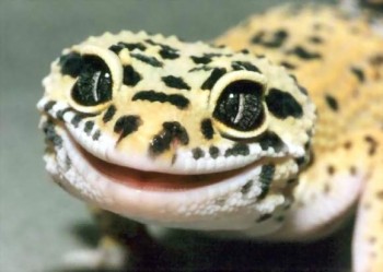 Happy Lizard
