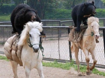 Bear Riding A Horse