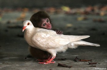 Pigeon and Monkey