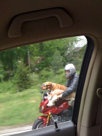 Motorcycle Dog