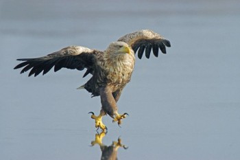 Running Eagle