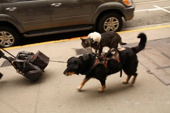 Mouse Riding A Cat Riding A Dog
