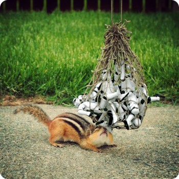 Chipmunk Trap