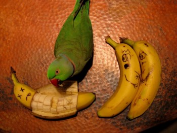 Murderous Parrot