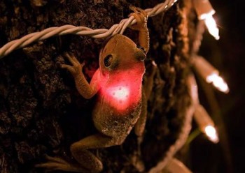 Frog Light