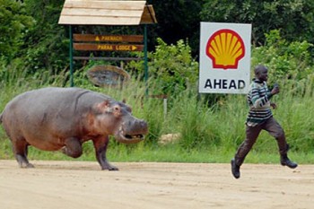 Hippo Chase