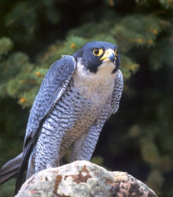 Scared Peregrine Falcon