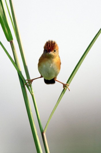 Ninja Bird