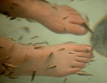 Japanese Spa Industry