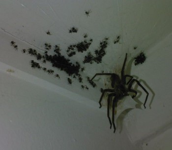 Massive Spider