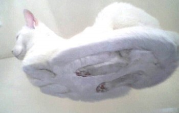 Hovercat