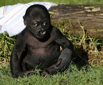Baby Gorilla