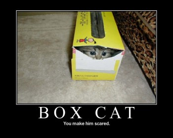 Box Cat