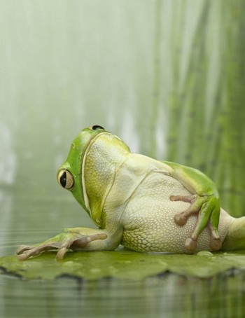 Full Frog