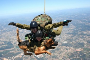 Skydiving Dog