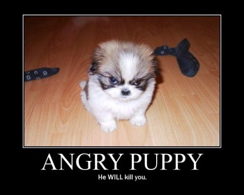 Angry Puppy