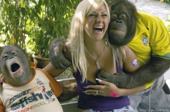 Horny Orangutan