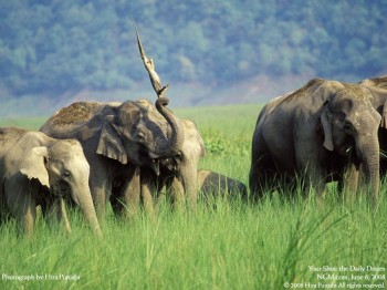 Angry Elephant