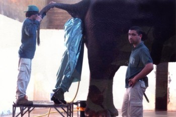 Elephant Inspector