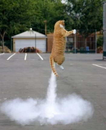 Rocket Cat