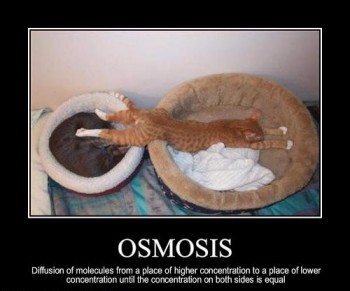 Osmosis Cat
