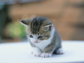 Kitty