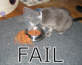 Hungry Cat Fail
