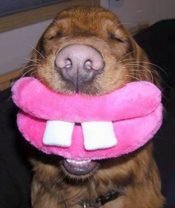 Smiling Dog