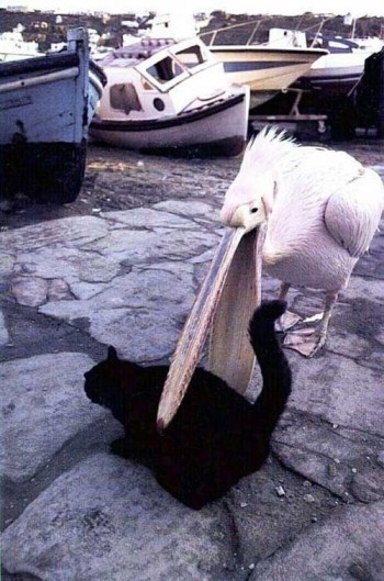Pelican Eats A Cat