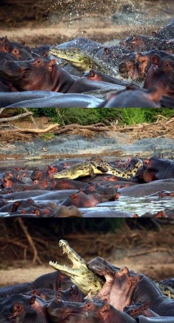 Hippo vs Crocodile