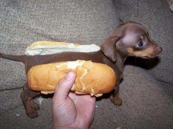 Hot Puppy Dog