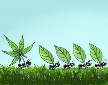 Stoned Ant