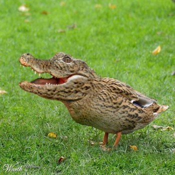 Alligator Duck