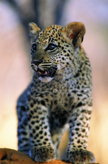 Big Kitty