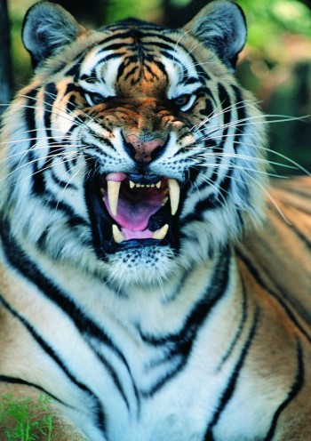 Big Kitty