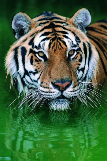 Big Kitty