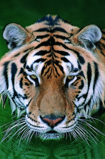 Big Kitty