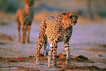 Big Kitty