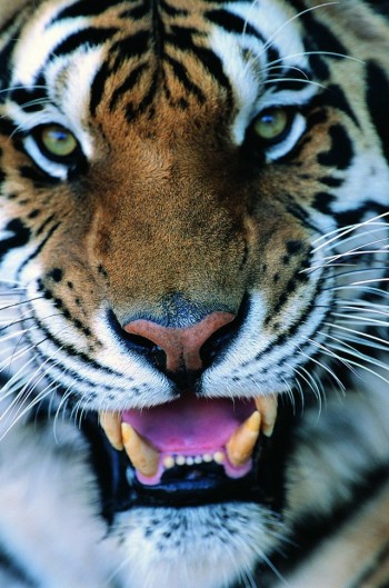 Big Kitty