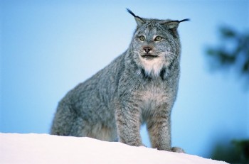 Big Kitty