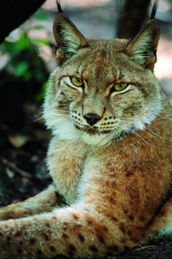 Big Kitty