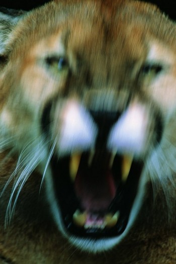Big Kitty
