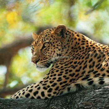 Big Kitty
