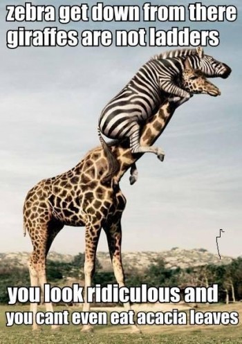 Zebra Giraffe