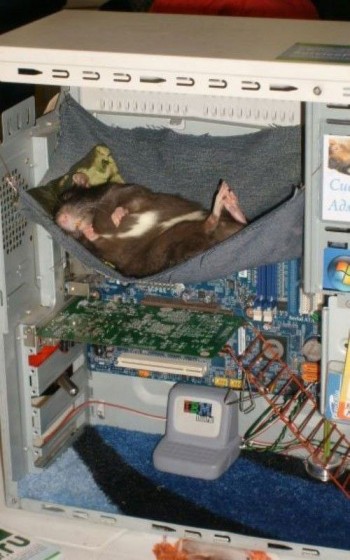 Sleeping Mouse