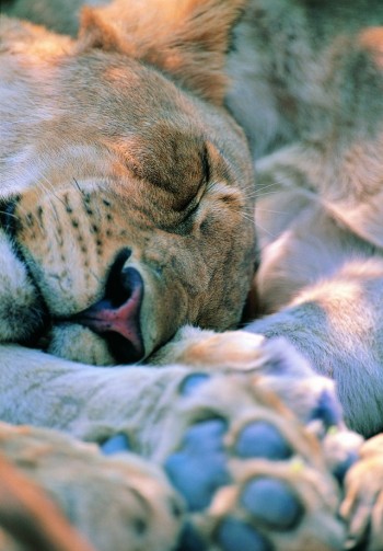 Big Kitty