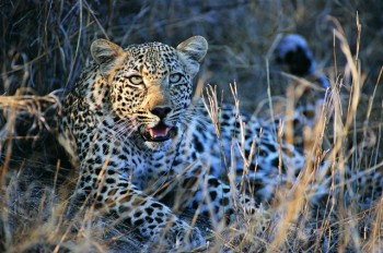 Big Kitty