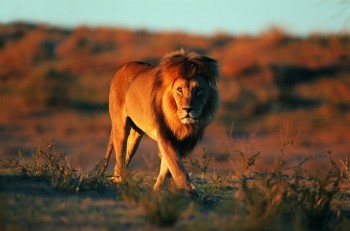 Big Kitty